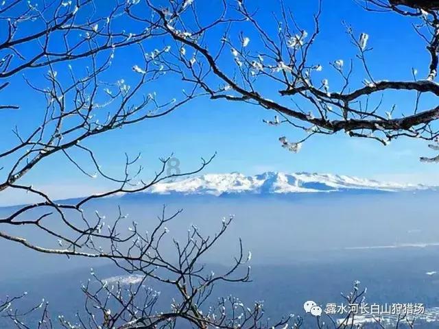 植物大战僵尸15
